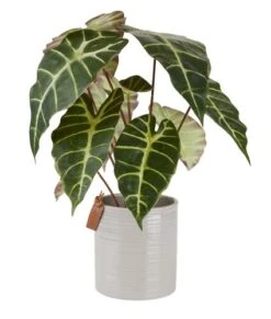 Plante Artificielle MARIUS Ø38xH42cm 7 Plante Artificielle MARIUS Ø38xH42cm -Royal Oak || DODO || Basic Soldes Magasin 194180
