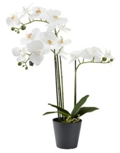 Plante Artificielle MATINUS H62cm A/fleurs